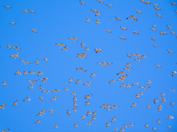 Willcox Wine Country KOA Holiday