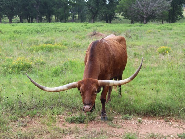 Austin East KOA Holiday