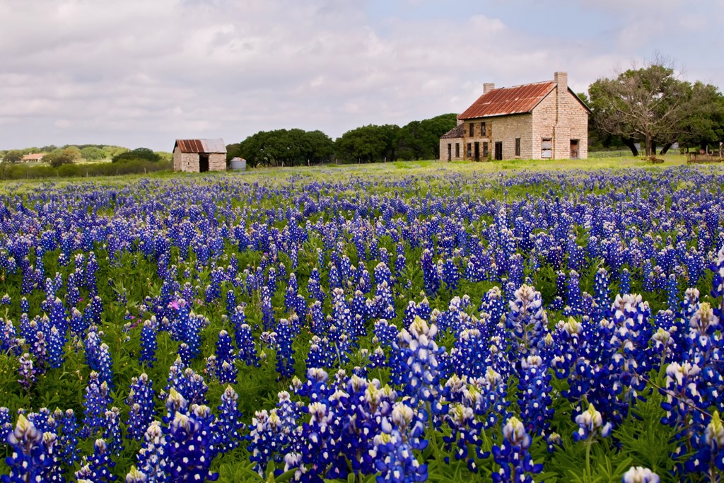 Bluebonnets-in-a-field-in-Burnet-County-Texas