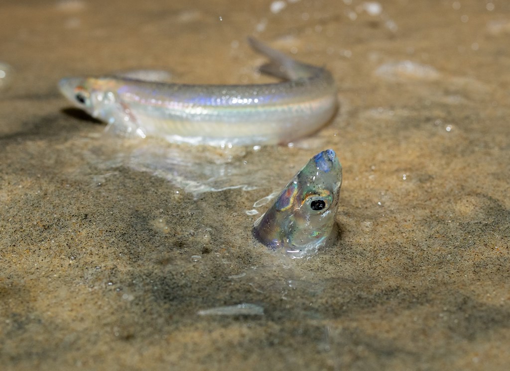 Grunion fish emerging from sand on San Diego beach