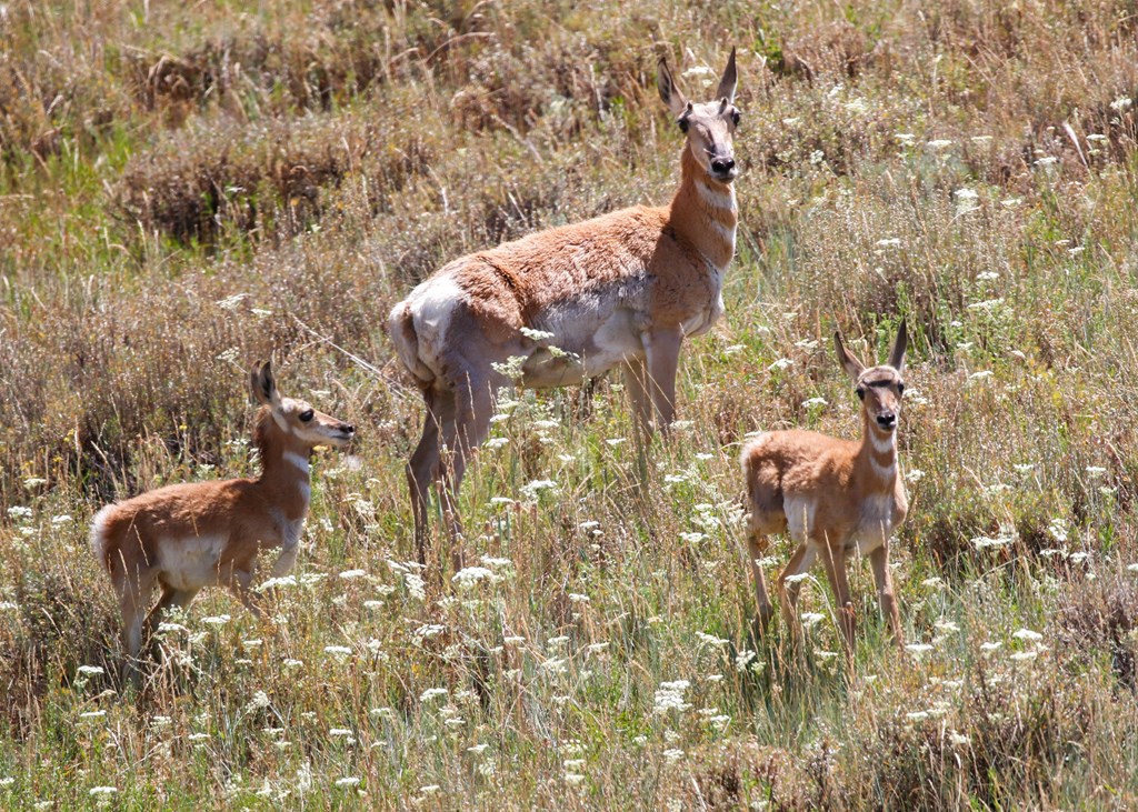 Pronghorn antelope doe fawns in Colorado park forest