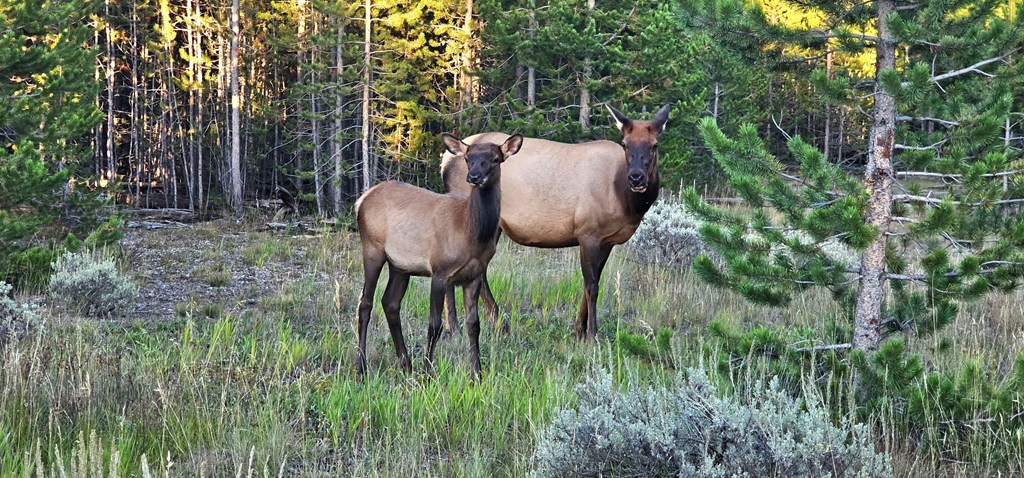 Mother elk and elk calf in wooded meadow at dusk