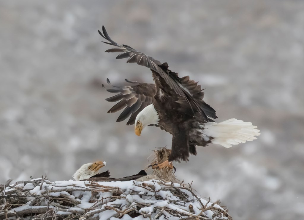 Bald eagle with nesting material on snowy nest
