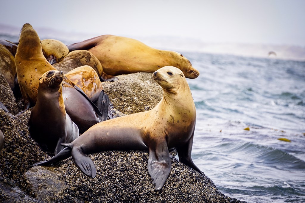 Young california sea lion at the ocean
