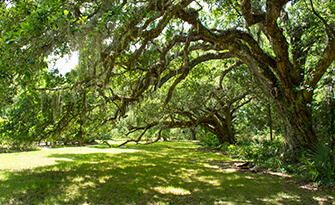 Green grass and trees